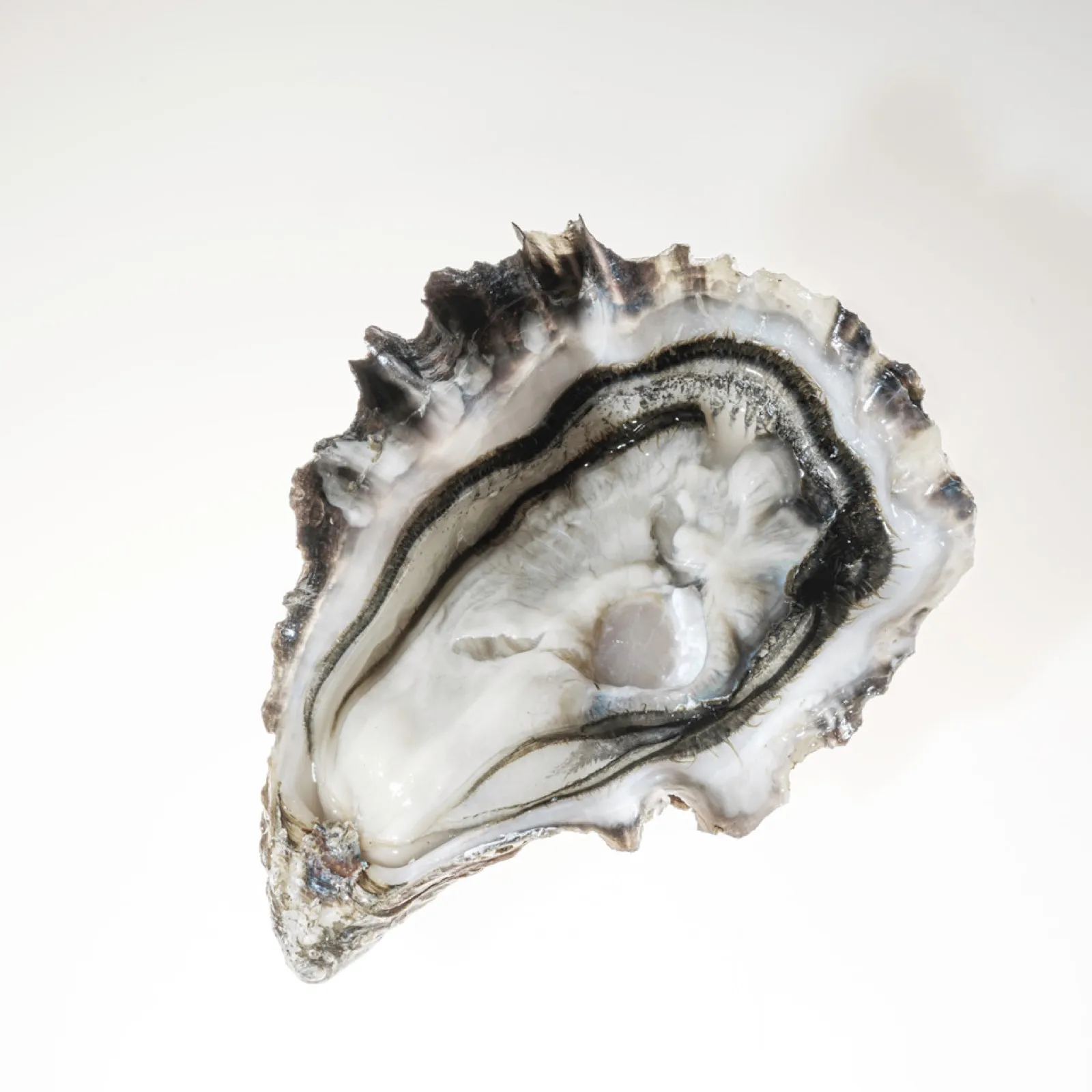 Huître ouverte en gros plan, texture nacrée idéale pour un sabayon délicat