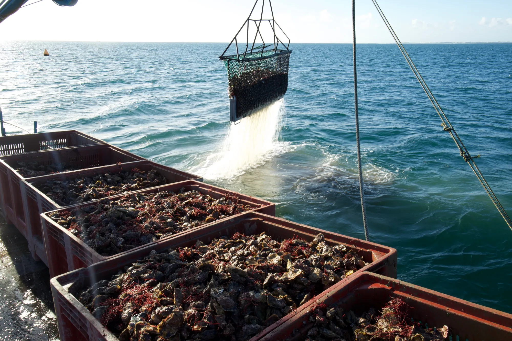 Récolte des huîtres en pleine mer